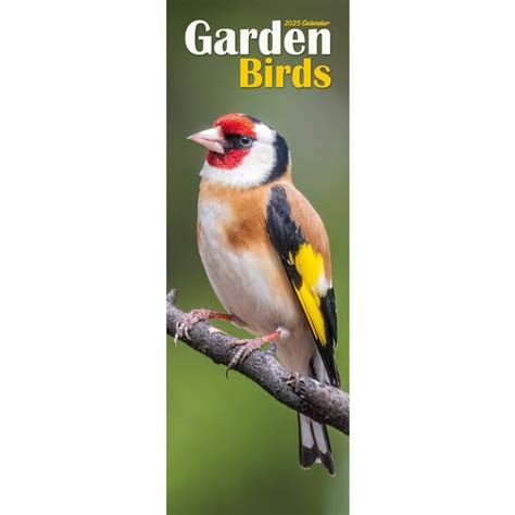 Funny Birds 2025 online